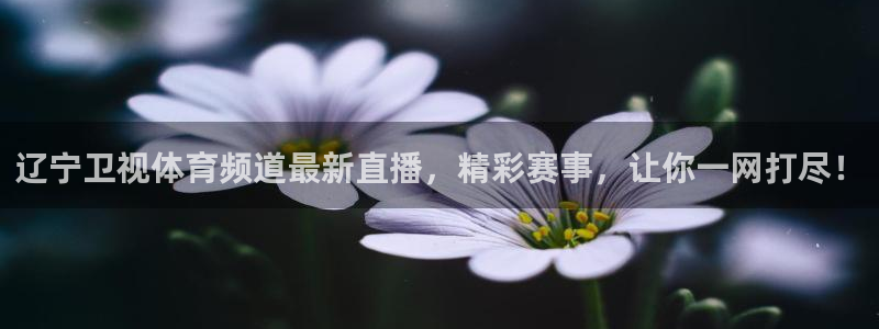辽宁卫视体育频道最新直播，精彩赛事，让你一网打尽！