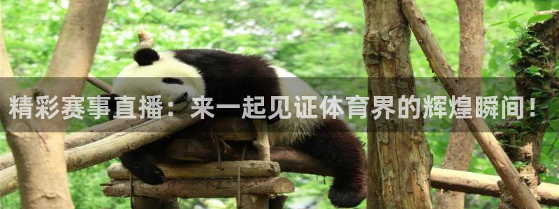 精彩赛事直播：来一起见证体育界的辉煌瞬间！