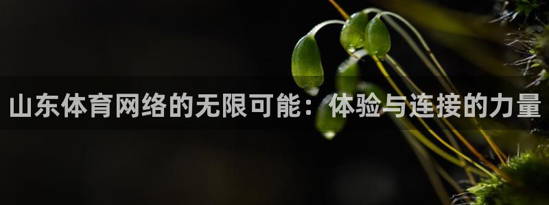 山东体育网络的无限可能：体验与连接的力量