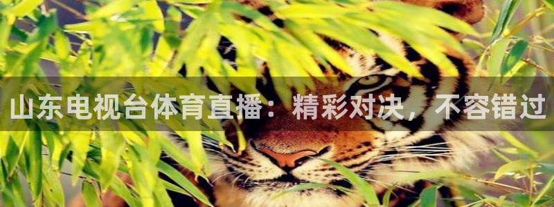 山东电视台体育直播：精彩对决，不容错过