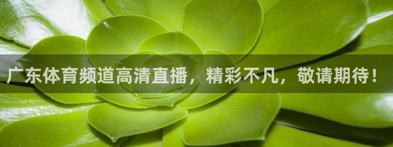 广东体育频道高清直播，精彩不凡，敬请期待！